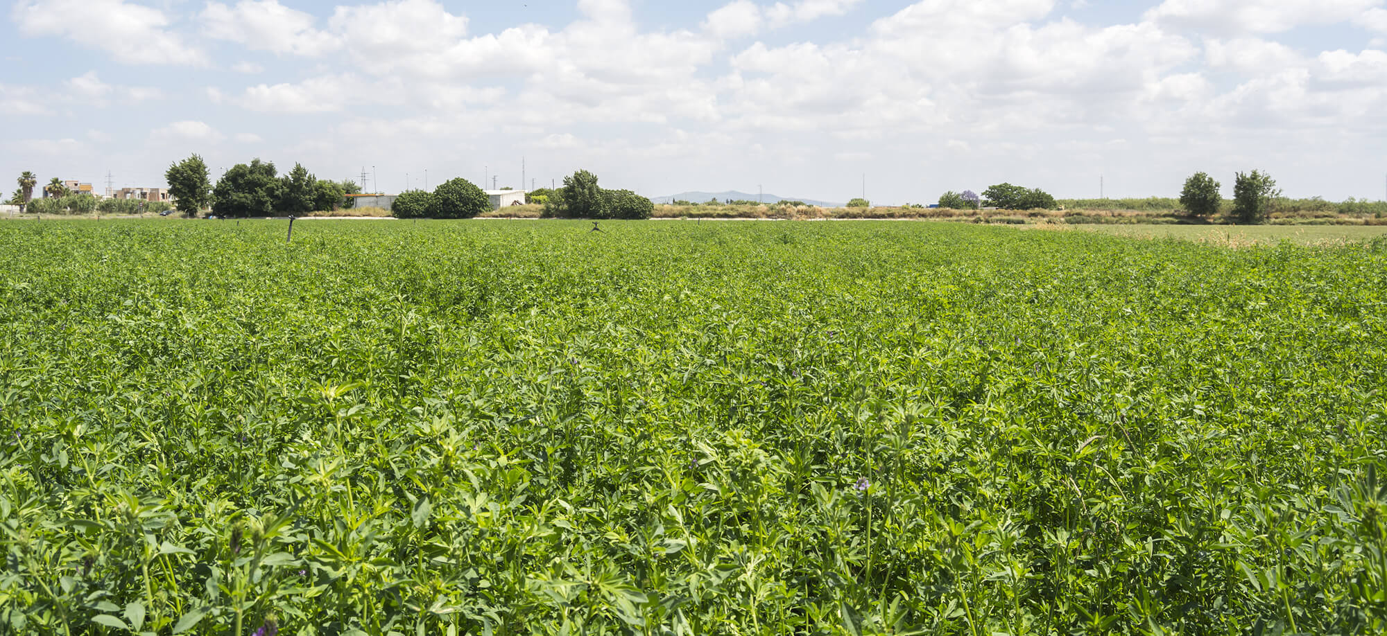 Subsurface drip irrigation alfalfa