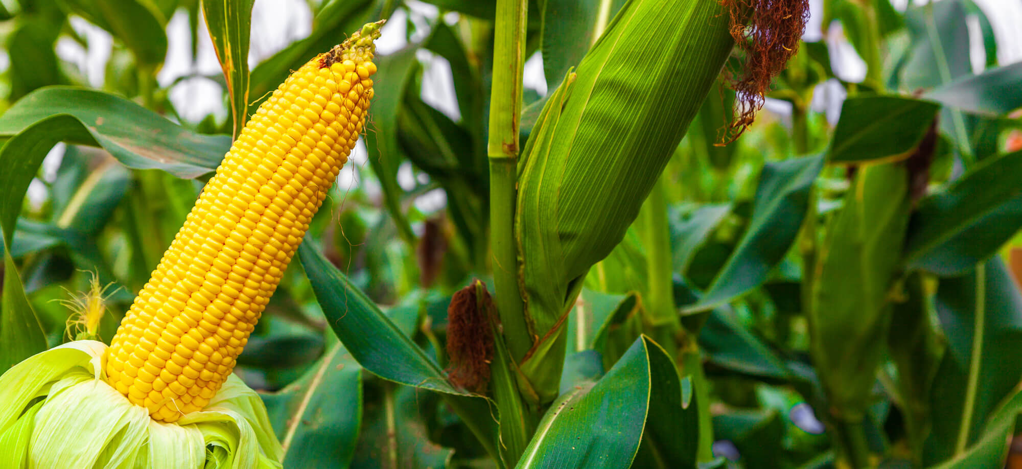 subsurface drip irrigation corn testimonial