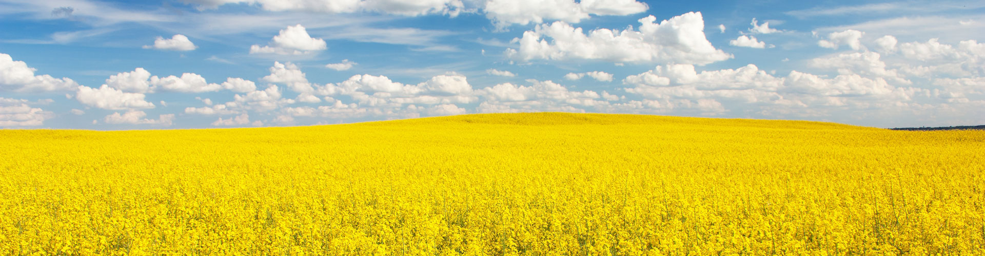 Subsurface drip irrigation canola