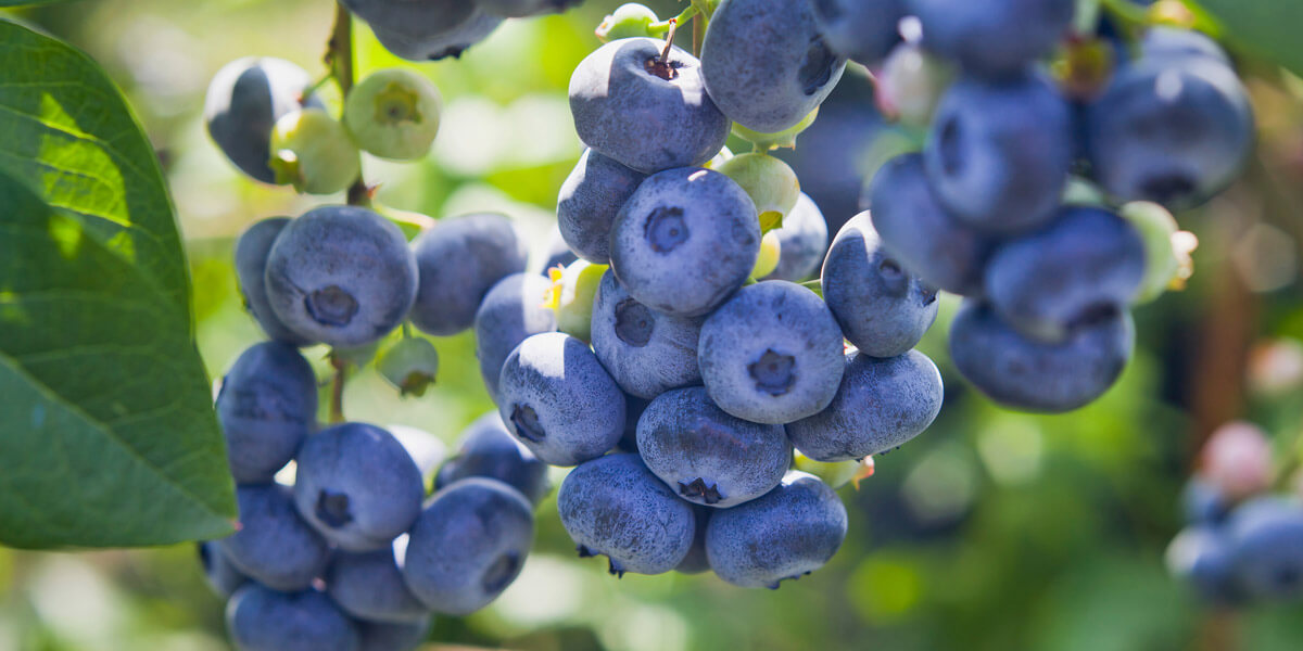 blueberries