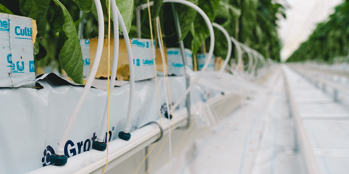 drip irrigation drippers on peppers in greenhouse