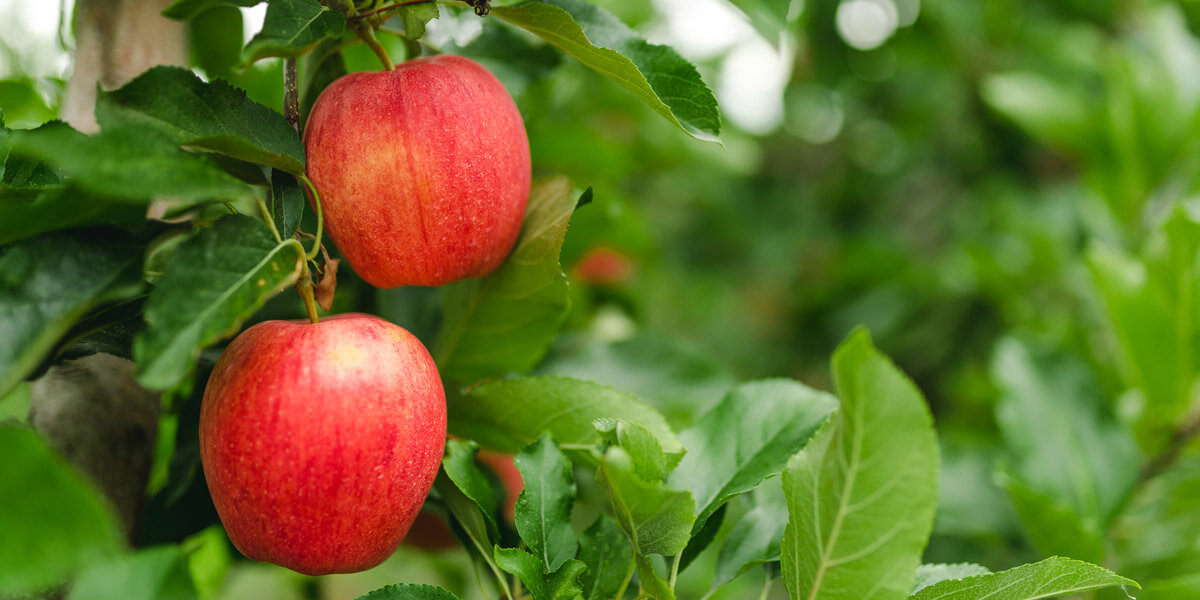 apples in orchard
