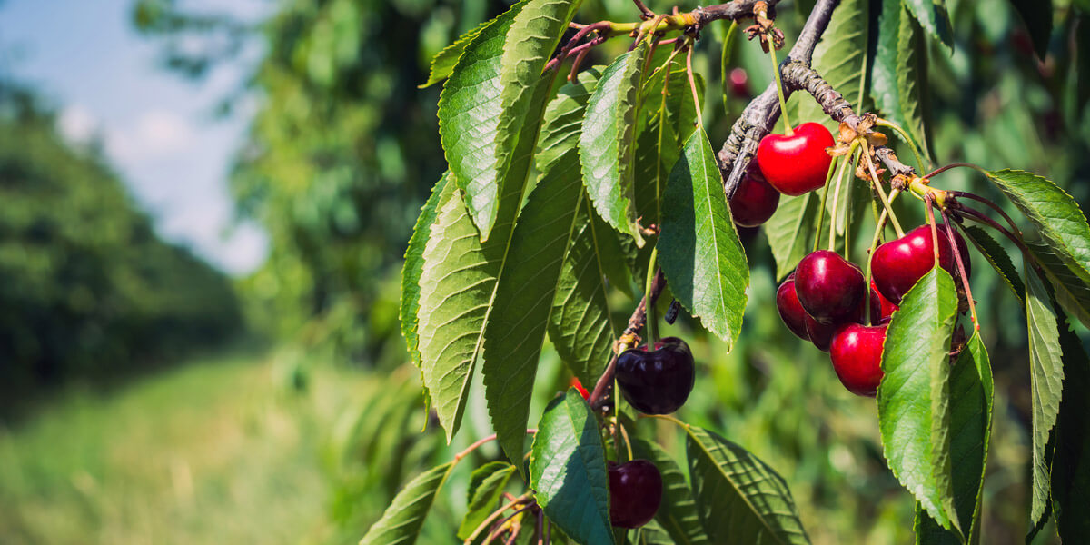 cherry orchard