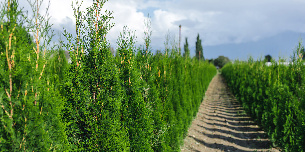 trees in nursery irrigation sprinklers