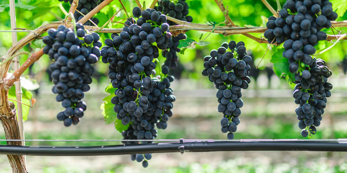 drip irrigation on grapes in vineyard