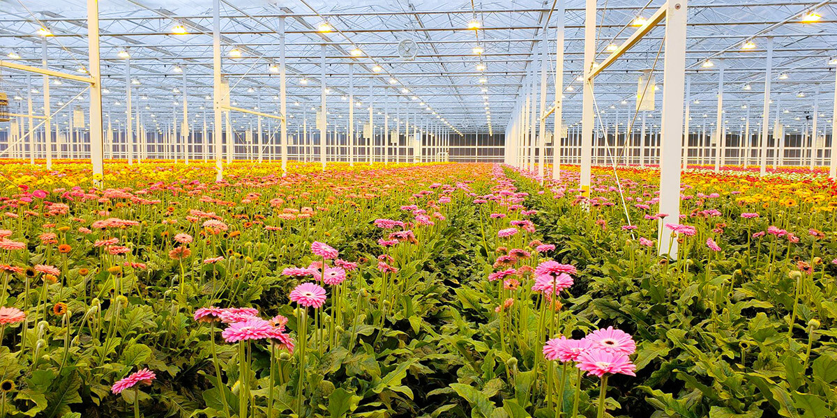 greenhouse gerberas