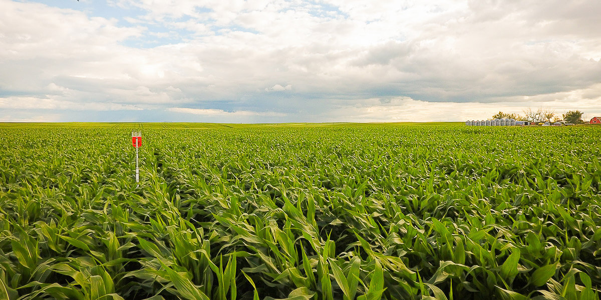 subsurface drip irrigation corn field