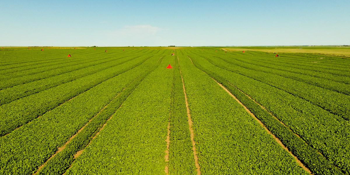 subsurface drip irrigation field
