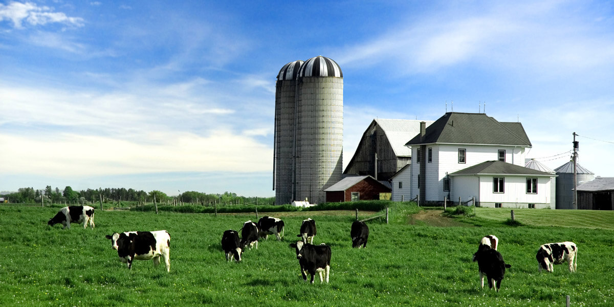 dairy farm with cows manure transfer
