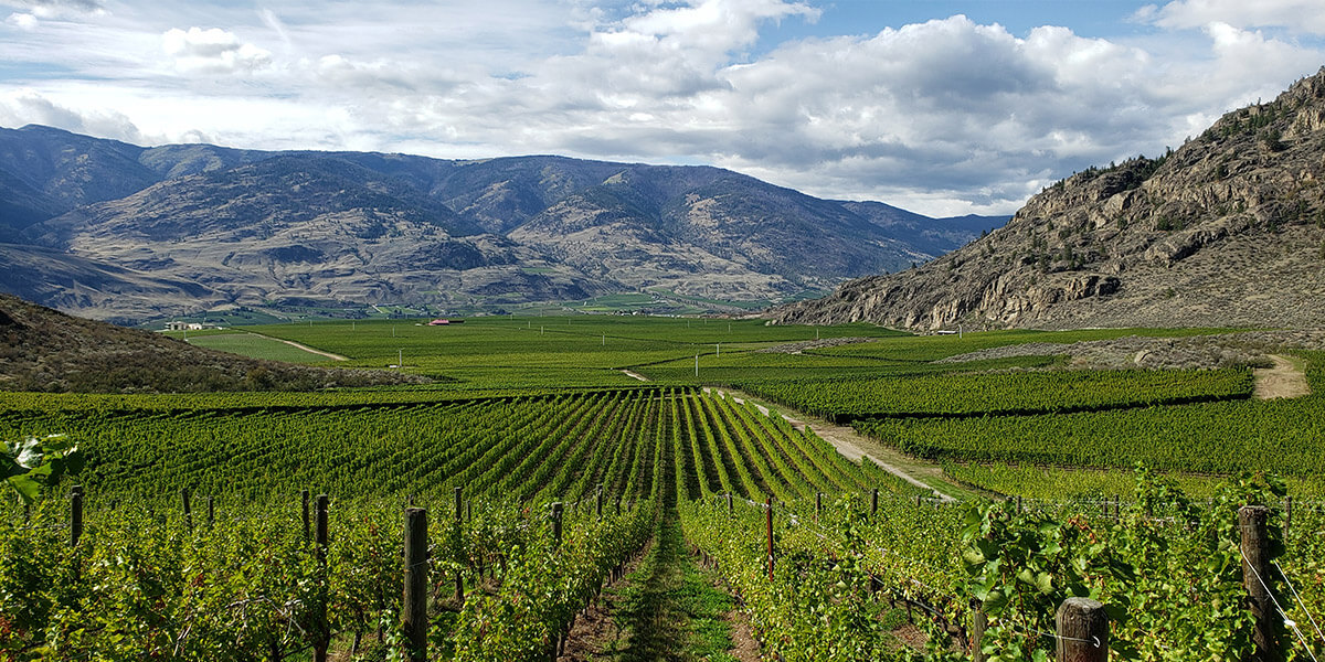 mission hills vineyard in Osoyoos