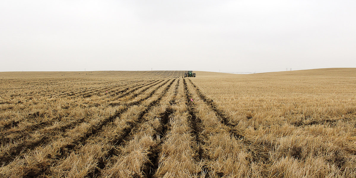 installing subsurface drip irrigation in field dripline