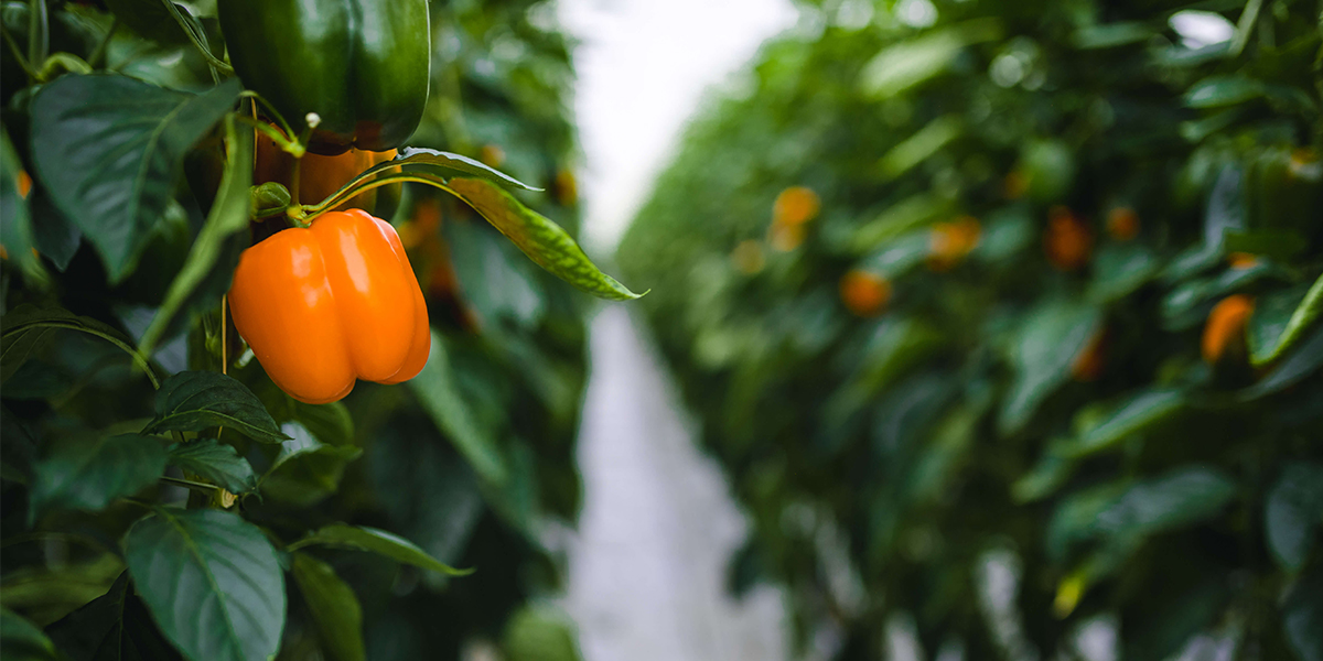 peppers grown in irrigated greenhouse
