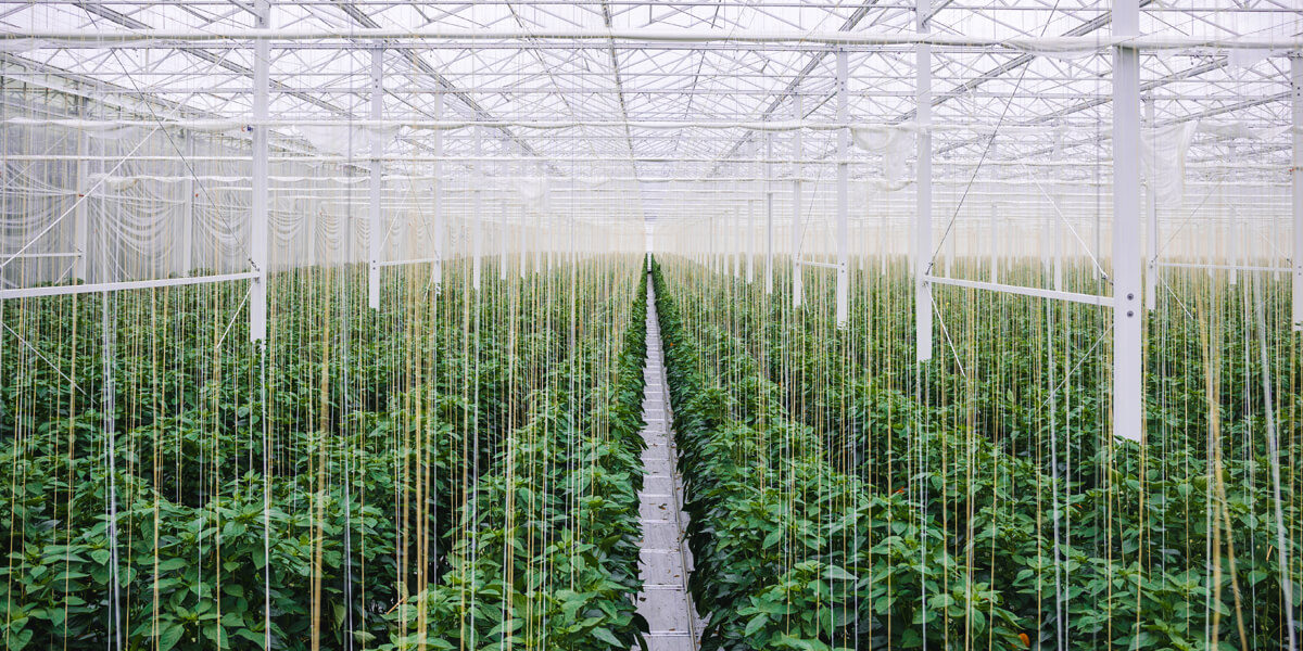 irrigated greenhouse of peppers