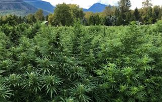 hemp irrigation