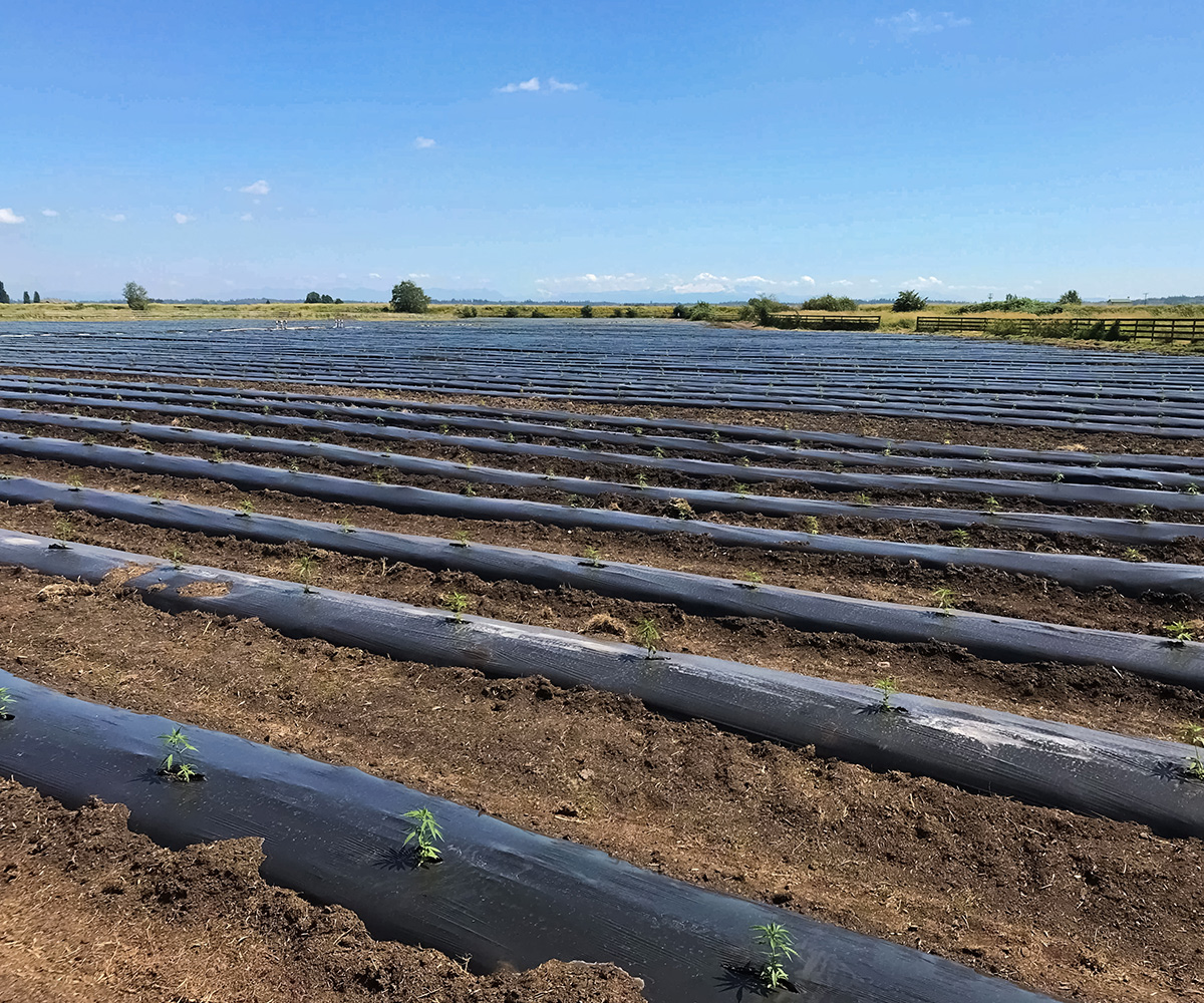 hemp farm with mulch and drip irrigation