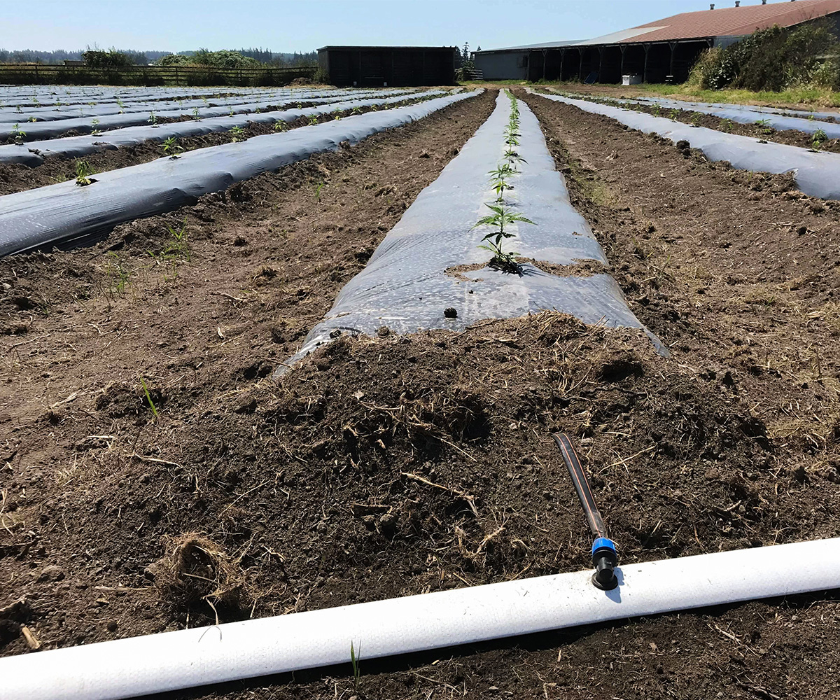 hemp farm with drip irrigation and mulch and flexnet