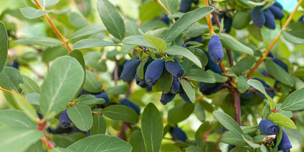 haskap berries