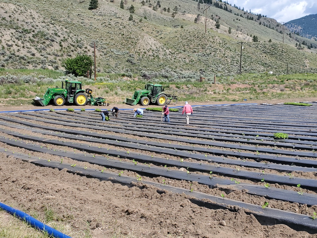 row crops mulch drip irrigation