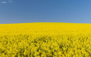 canola field