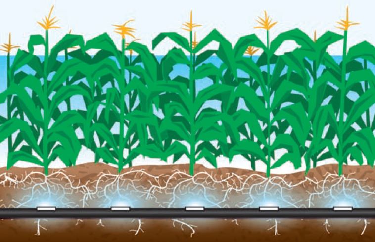 subsurface drip irrigation