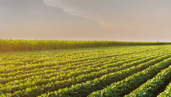 Group 40 row crop irrigation