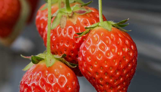 Group 40 strawberries irrigation orchard berries vineyard