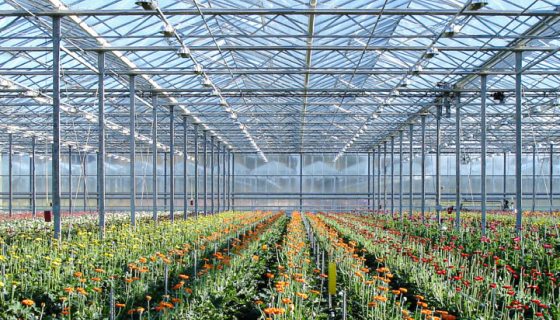 Group 75 greenhouse irrigation