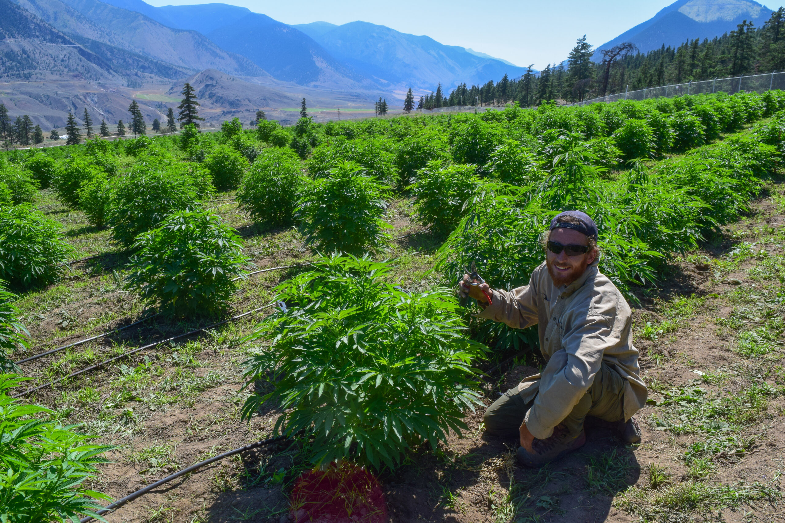 hemp