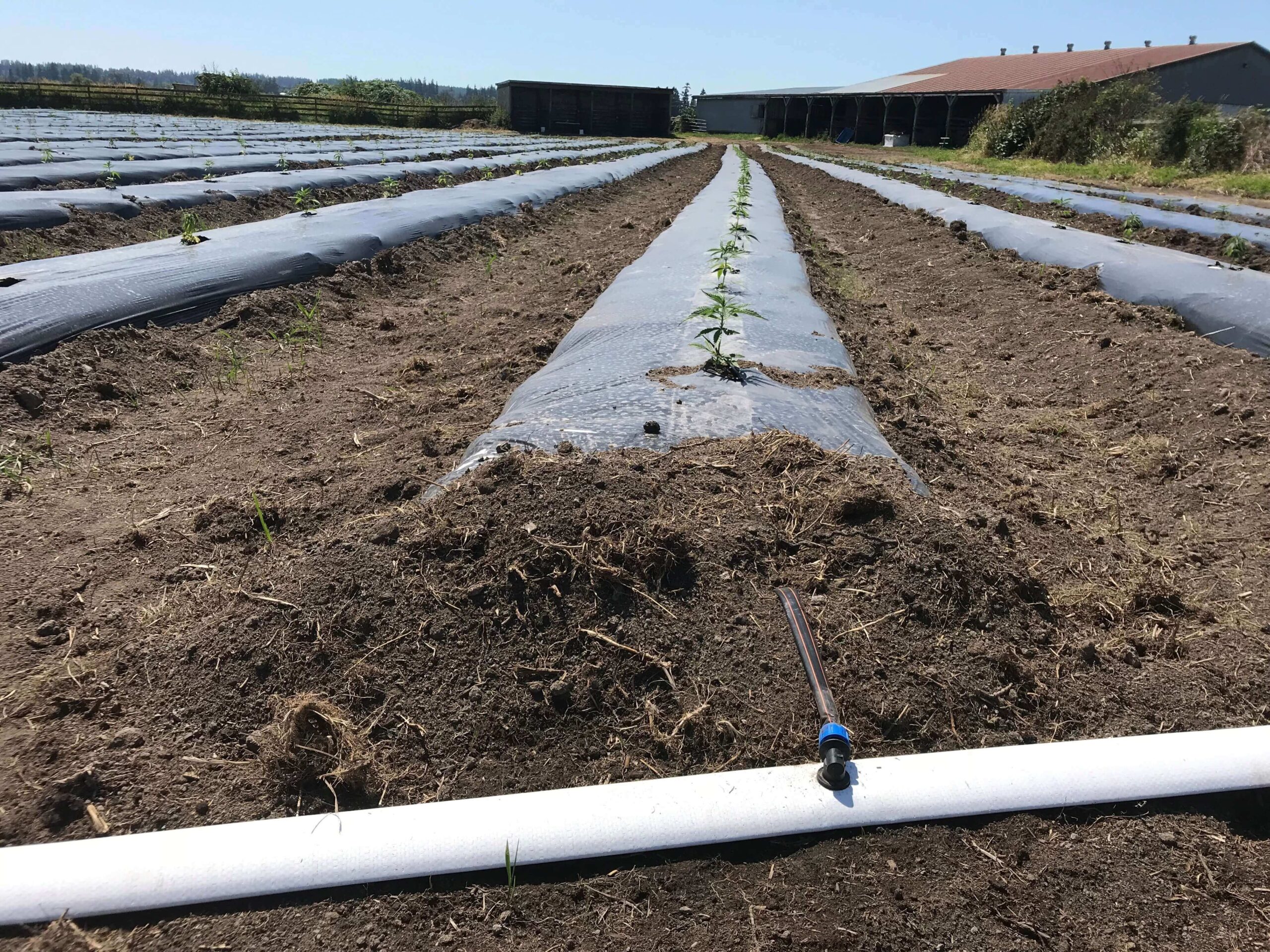 Hemp drip irrigation