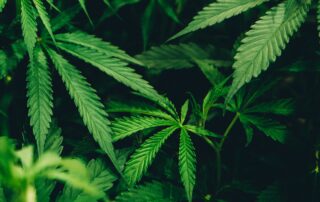 hemp plants