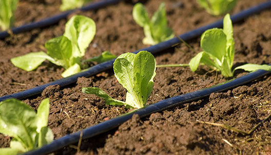 DRIP IRRIGATION