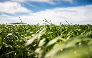 Subsurface drip irrigation