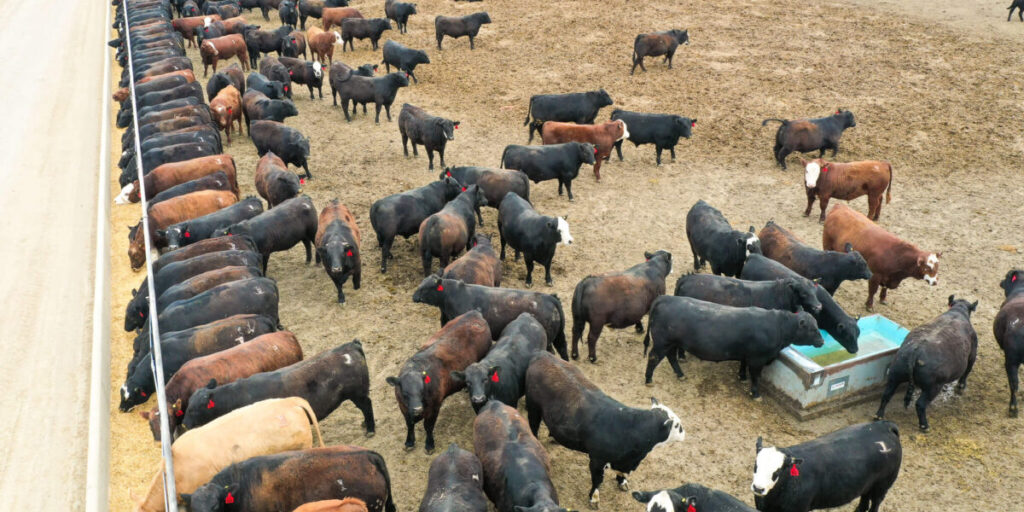 feedlot cows water bowl