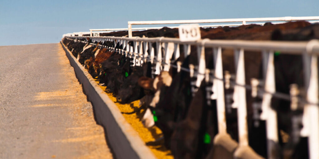 Feedlot cows water