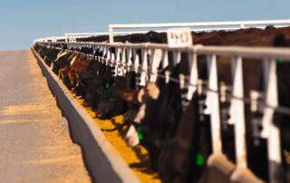 Feedlot cows water