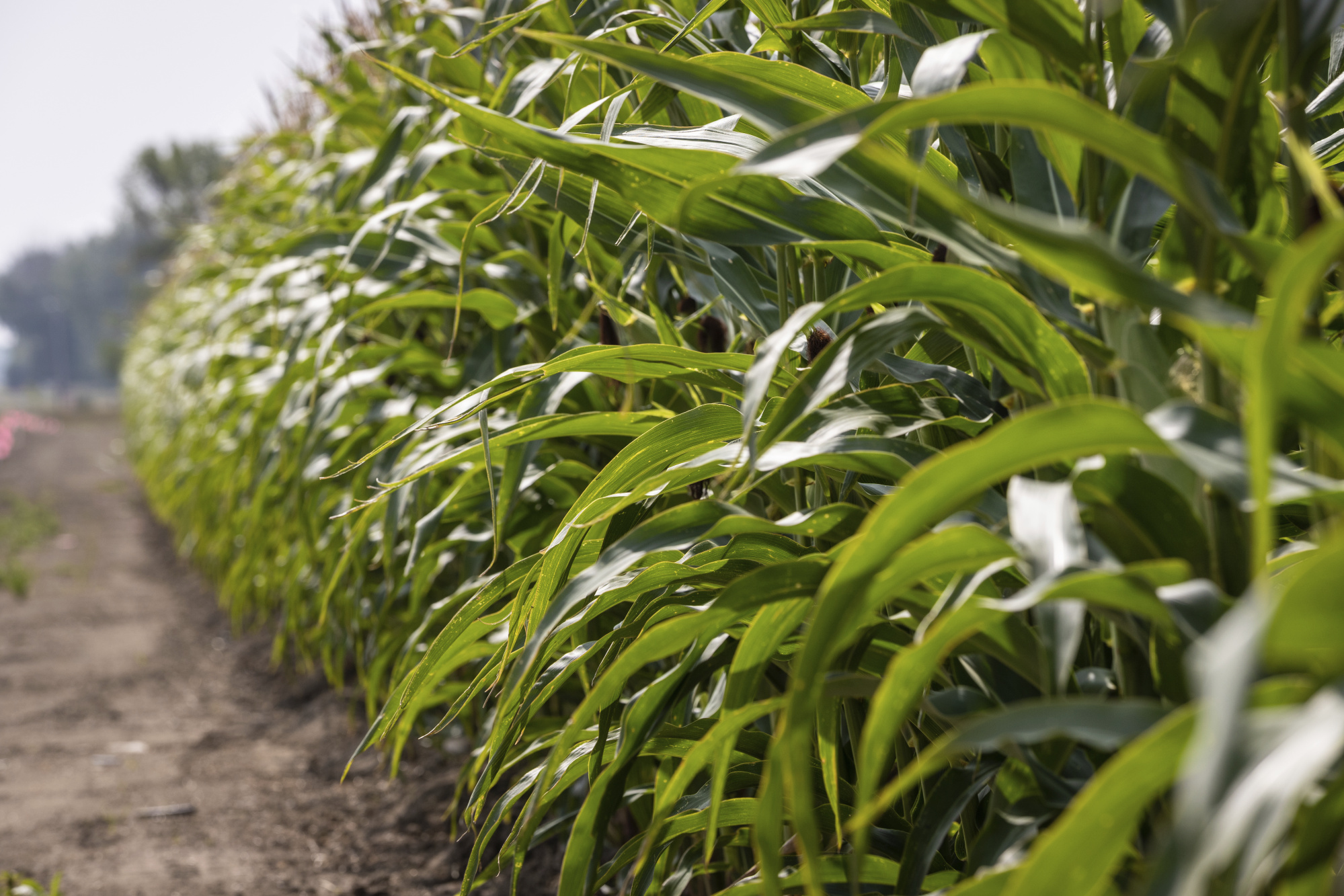 corn grow sdi lethbridge college