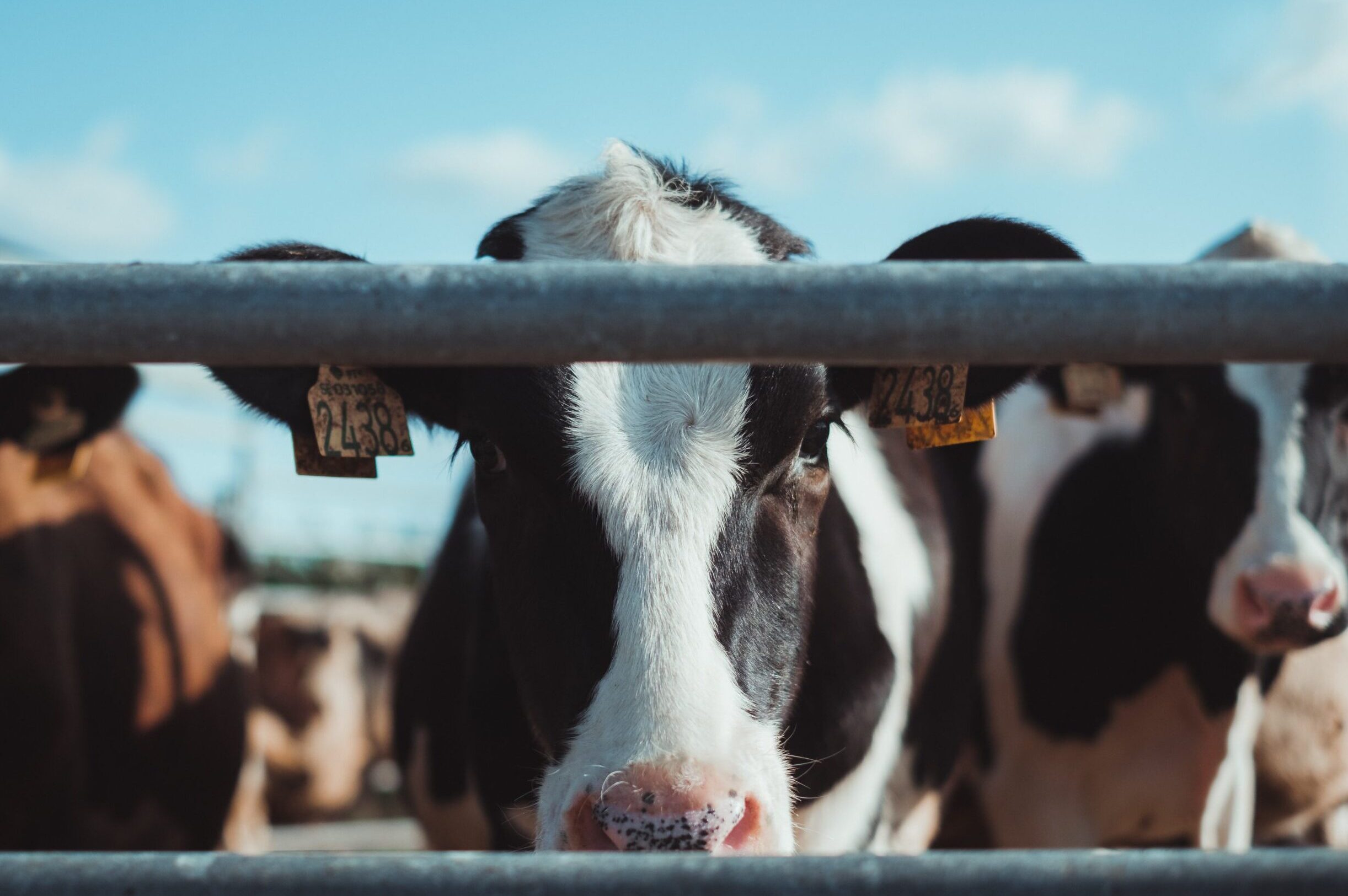 Dairy farm Dairy Farms Water Treatment