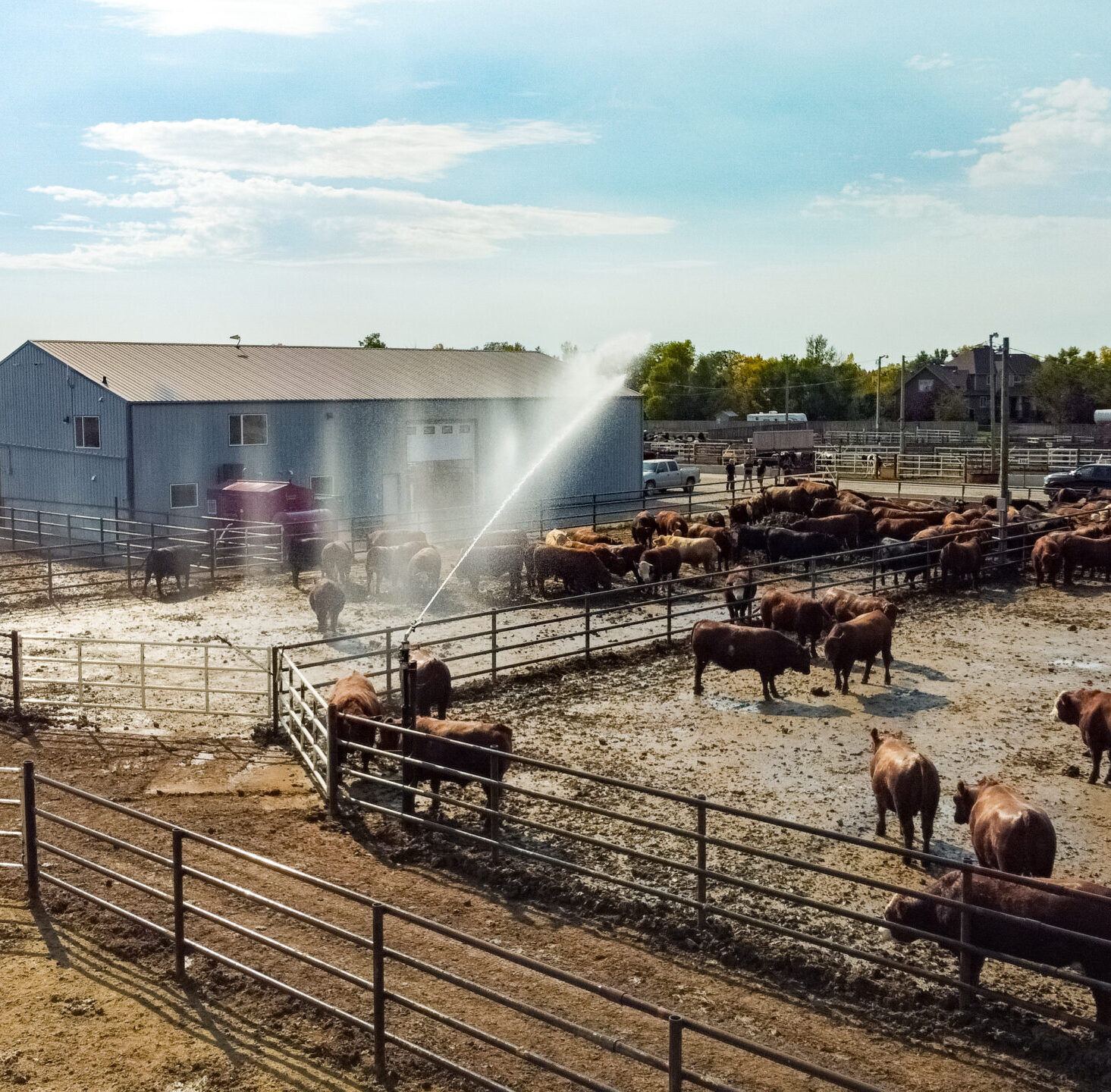 DCIM101MEDIADJI_0014.JPG Dust suppression feedlot