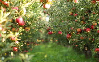 Cooling Irrigation