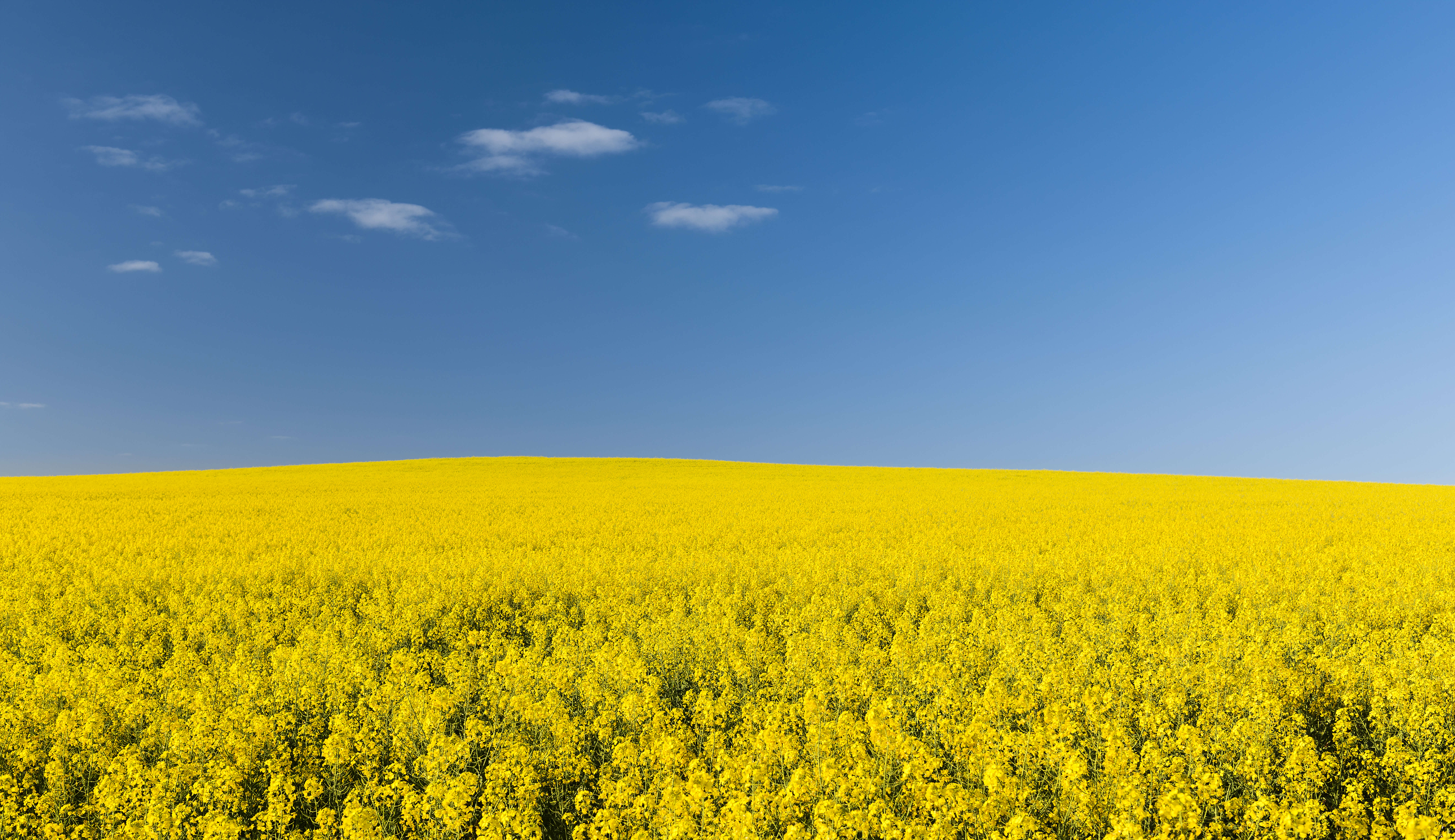 Subsurface drip irrigation: when in drought