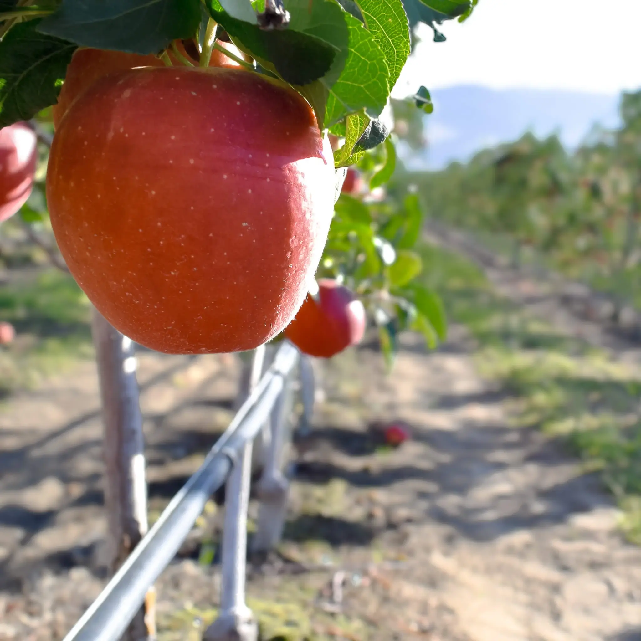 apple orchard drip irrigation