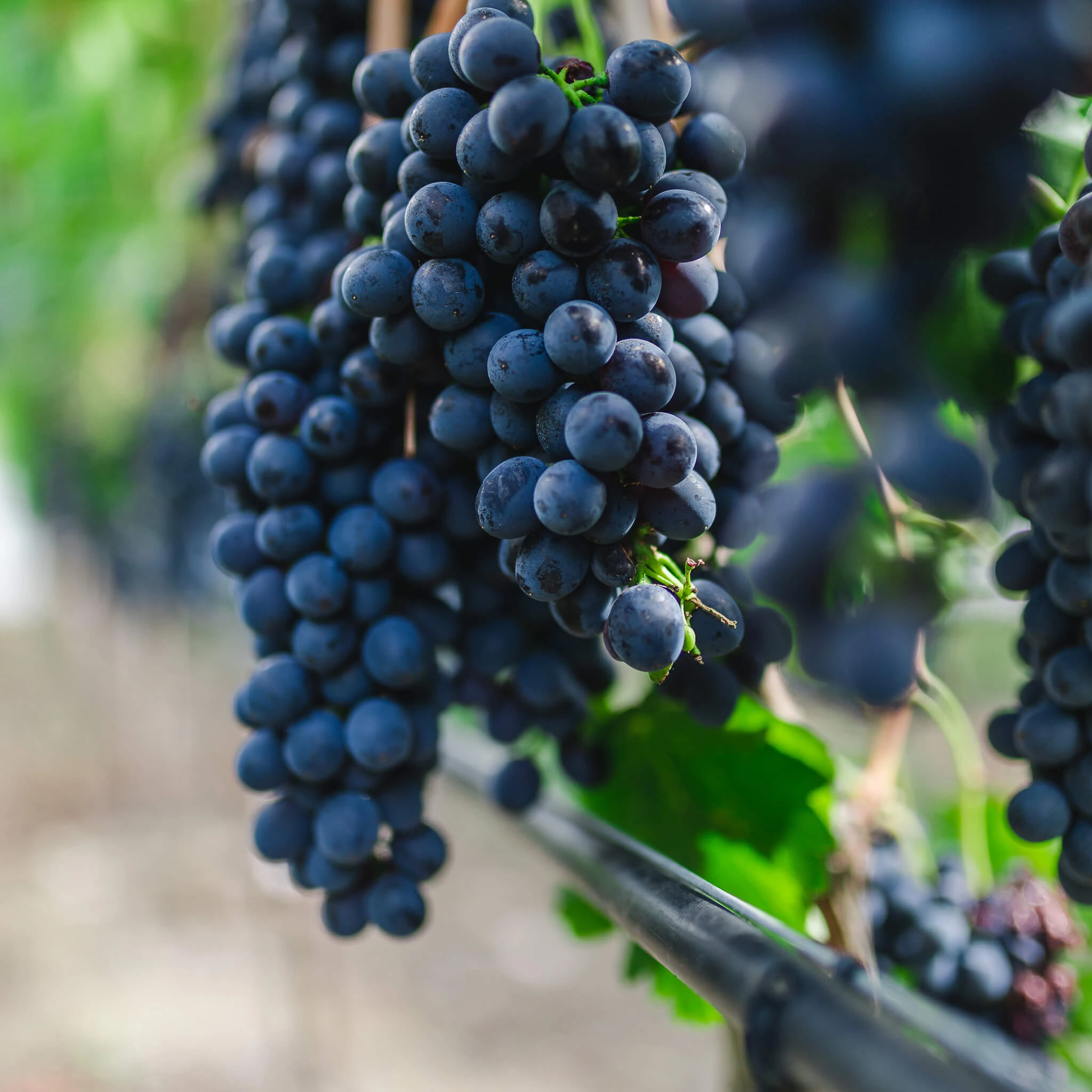 vineyard drip irrigation
